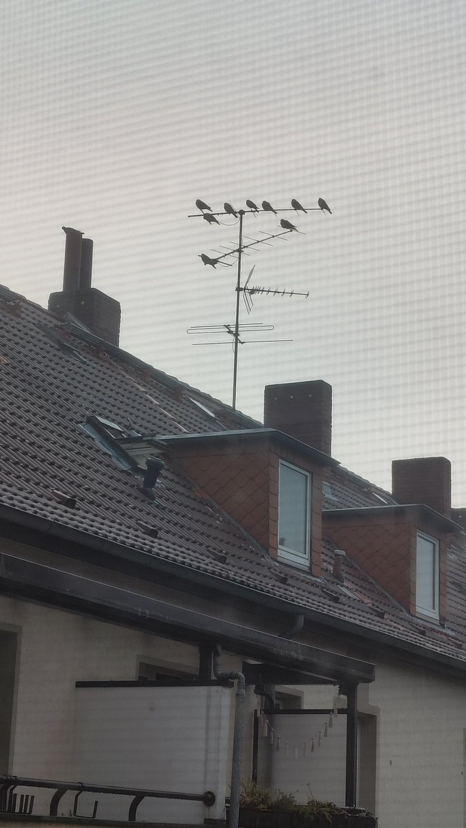 Mit kann keiner erzählen, dass das normal ist.