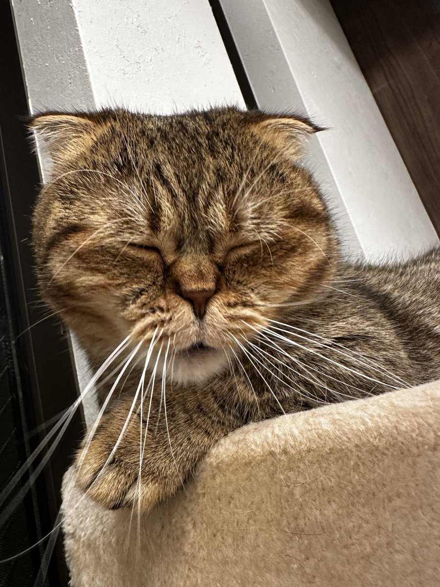ponpokopontanu's tweet photo. 梅干し食べたみたい��顔してる🤭 https://t.co/SIPollO26A