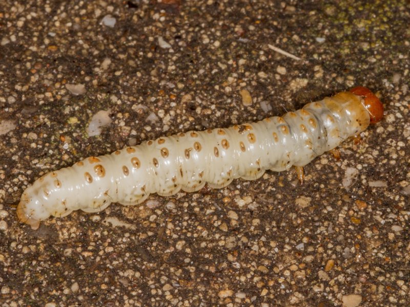 Dave Appleton tweet media