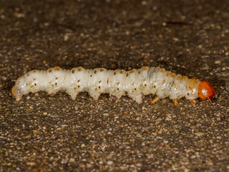 Dave Appleton tweet media