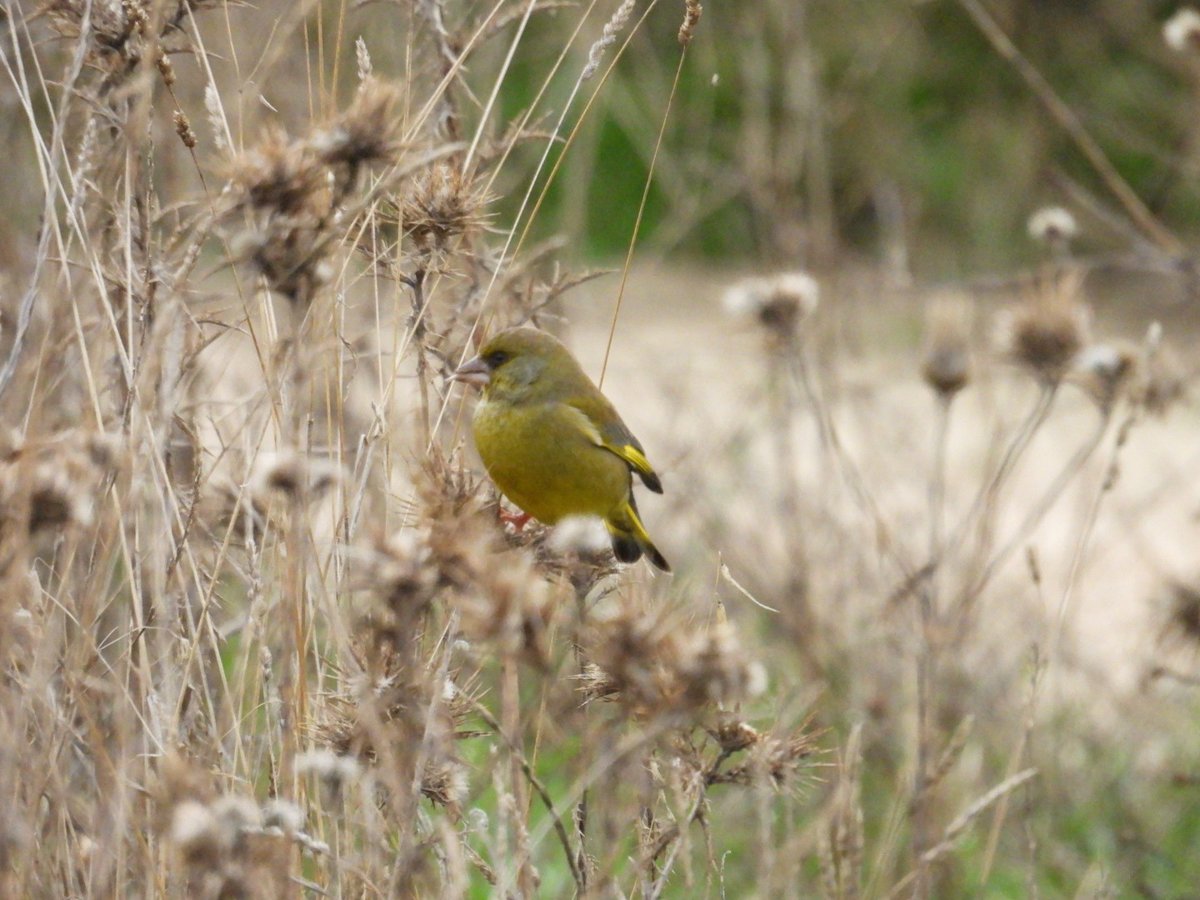 <a href="/LosCarrilesAlco/">Salvemos Los Carriles</a> Un gustazo haber compartido día de #BiomaratondeOtoño en #Alcobendas, muchas especies naturales especiales que hay que conservar en su casa <a href="/LosCarrilesAlco/">Salvemos Los Carriles</a> . ¡NO A MÁS DESTRUCCIÓN EN LAS ZONAS PERIURBANAS! Necesitamos biodiversidad cercana y espacios naturales cercanos.