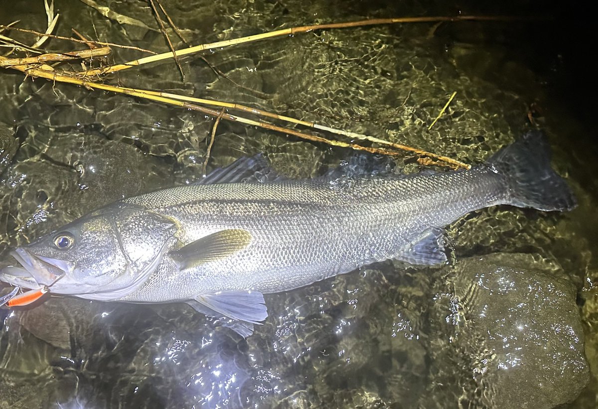 heart_tail364N's tweet image. 昨日サーフ波あってダメだったから、ダメ元帰り雄物川寄ったらランカー釣れた。
ヨレヨレのお尻割れちゃったけど。
#Jadoproducts
#ヨレヨレミニ
#リバーシーバス
