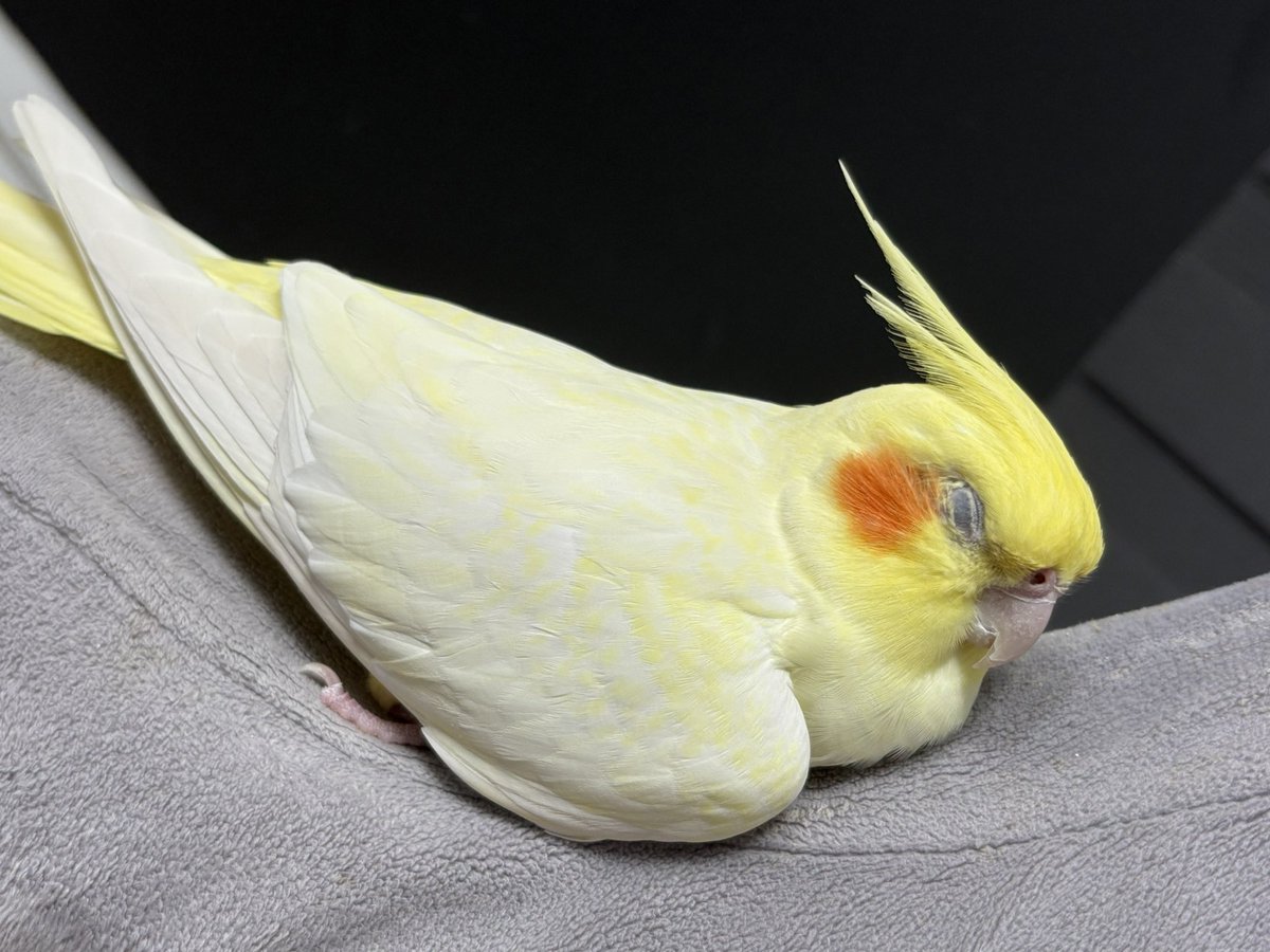Flying Banana tweet media