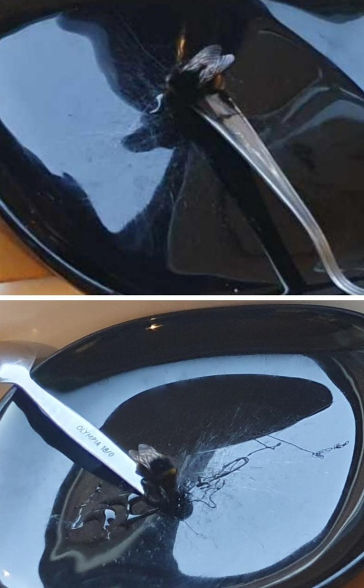 Having rescued one queen bumble the size of a ruddy zeppelin from the bedroom yesterday, we've found two more this morning. We will release them when it warms up a bit this morning. 
#bees #bumblebees #nature #savethebees