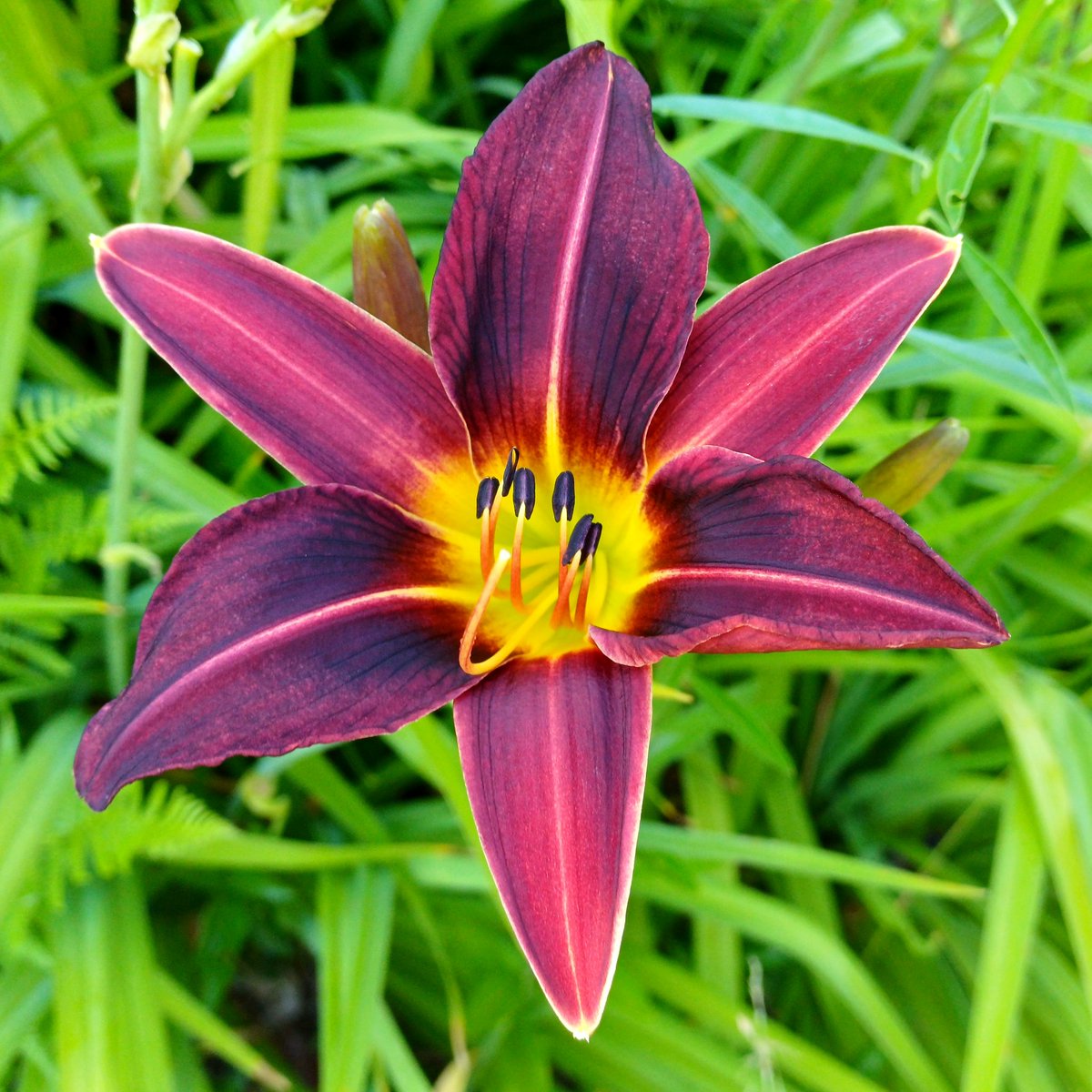 cyanblueseas's tweet photo. ๐บ
#flowersofinstagram #natureisbeatiful #naturephotography #gardenexplorers #wheretheskymeetstheland
https://t.co/vx3kNDCtI7 https://t.co/5ylUC2yGGE