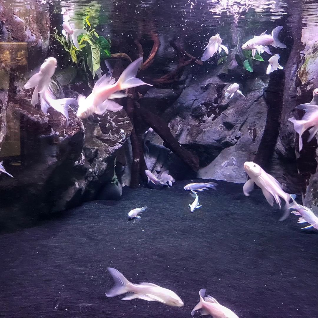 #kimhyunjoong
#HENECIA
#김현중  
#キムヒョンジュン 
#金賢重