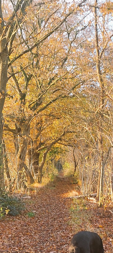 JustLien tweet media