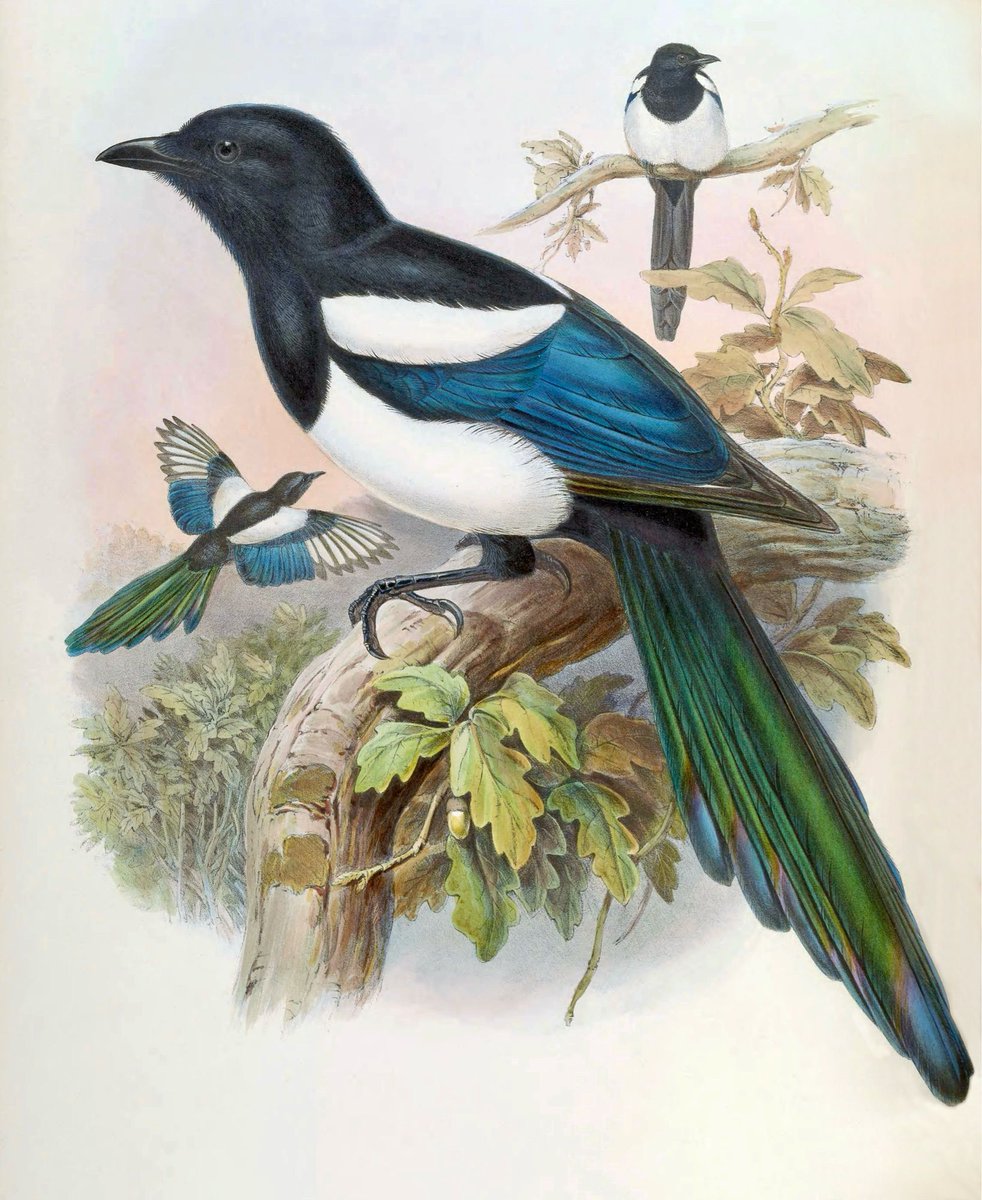 “One for sorrow, two for joy…”, and so begins the nursery rhyme about magpies. Superstition says if you see a lone magpie you must “pass the time of day” with it, e.g. “Good morning magpie!”. This wards off the bad luck it may bring. I still do this to this day! #FolkloreSunday