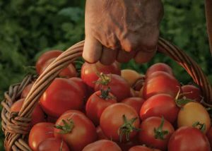 yespunjab's tweet photo. Tomato prices drop 22.5 pc as flow of fresh crop picks up pace
https://t.co/hKyKExx37G
#TomatoPrices #RetailPriceDrop #FreshCrop #Crops #Tomatoes #TomatoSupply #TomatoProduction #Agriculture https://t.co/chNr4vv3dr