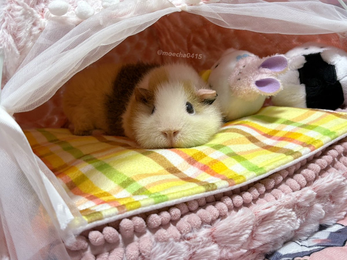 いっぱいナデナデこねこねされて満足気モンニャムゥ🍑 #モルモット