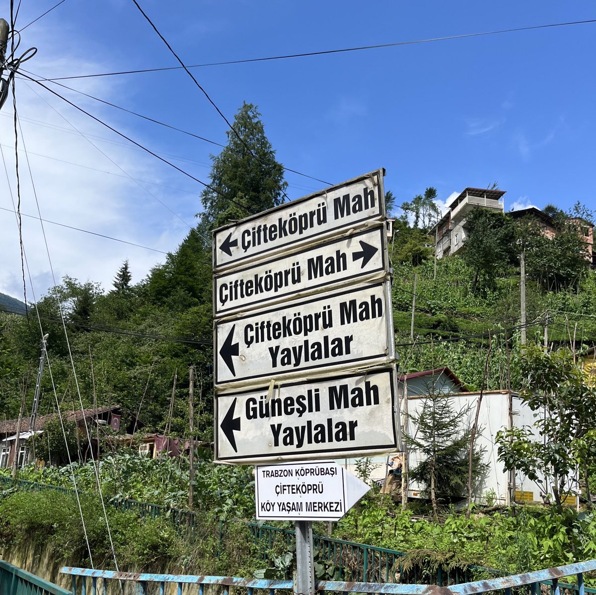 aslı tweet media