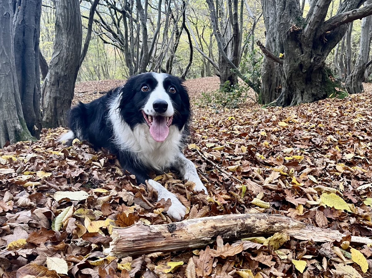 Happy Sunday - autumn… leaves… woods… STICKS 🎉🎉