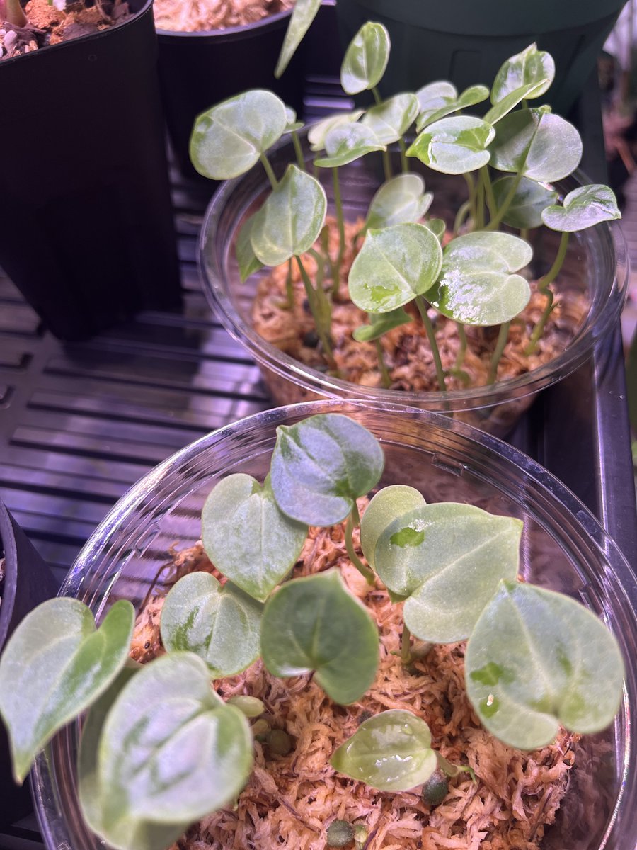 初交配順調☺️