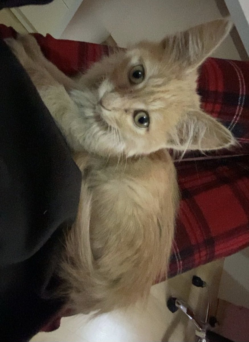 📍ÖMÜRLÜK YUVA
Bu güzel yavrularımız 1,5-2 aylık erkek. Kucağa alışkın, kum eğitimleri var. Her şeyi yiyorlar. Sevilmeye ihtiyaçları var. Sahiplendirme takip şartı ile olacaktır.

 İletişim: instagram @tubagulsin2506