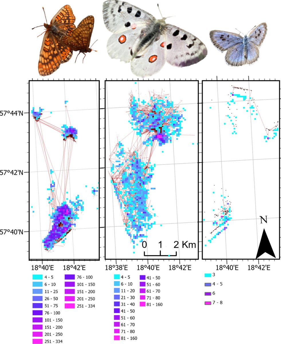 #EarlyView👀 study uncovers unprecedented data on long-distance movements and population sizes of three threatened butterfly species

#OpenAccess #OriginalArticle⬇️
doi.org/10.1111/icad.1…
@Royentsoc <a href="/WileyEcolEvol/">Wiley Ecology & Evolution</a>