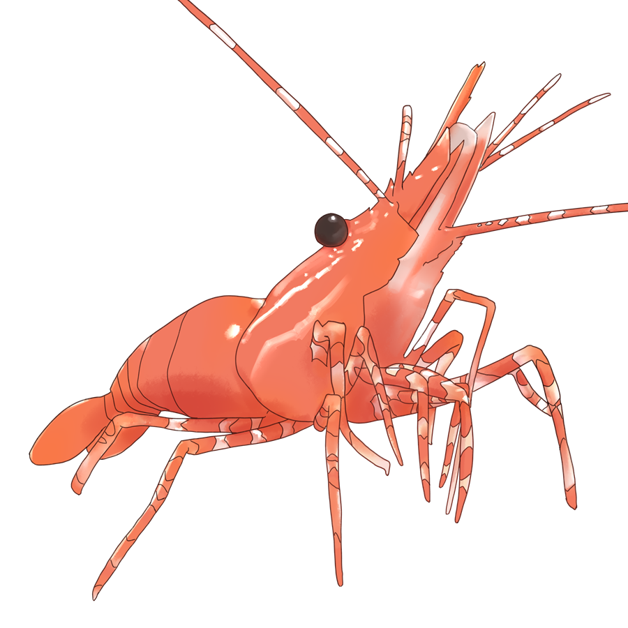 tociart_'s tweet photo. more shrimp 🦐 https://t.co/HtnvWGVuKG