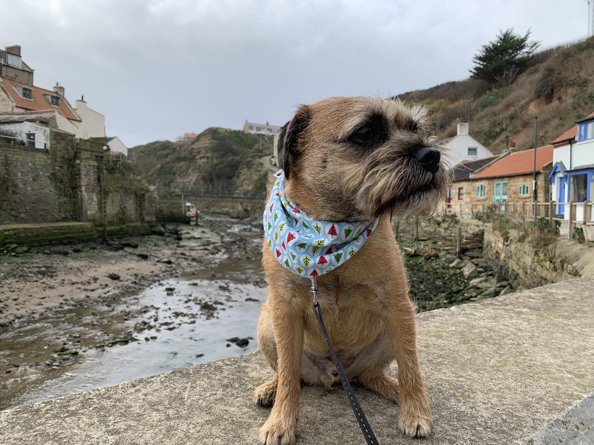 jaq421's tweet image. Sporting our  @misheleneous   🎄 bandanna which lovely @MirandaCColes  sent  and look what we found !  A Christmas mouse @CornishSpliced  #strangestfinds