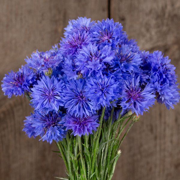 High Mowing Organic Seeds (@highmowingseeds) on Twitter photo ๐๐ ๐๐๐๐ ๐๐๐ ๐๐๐๐๐๐๐๐ ๐๐๐๐๐๐ ๐๐
Ooooh boy, do we ever love these Blue Boy Bachelor Buttons! โจ๏ธNEWโจ๏ธ this year in our 2025 catalog! Gorgeous, blue, fringed petals with purple centers keep their color when dried.
bit.ly/3CxacMu ๐๐ ๐๐ ๐๐๐๐ ๐๐๐ ๐๐๐๐๐๐๐๐ ๐๐๐๐๐๐ ๐๐
Ooooh boy, do we ever love these Blue Boy Bachelor Buttons! โจ๏ธNEWโจ๏ธ this year in our 2025 catalog! Gorgeous, blue, fringed petals with purple centers keep their color when dried.
bit.ly/3CxacMu ๐๐