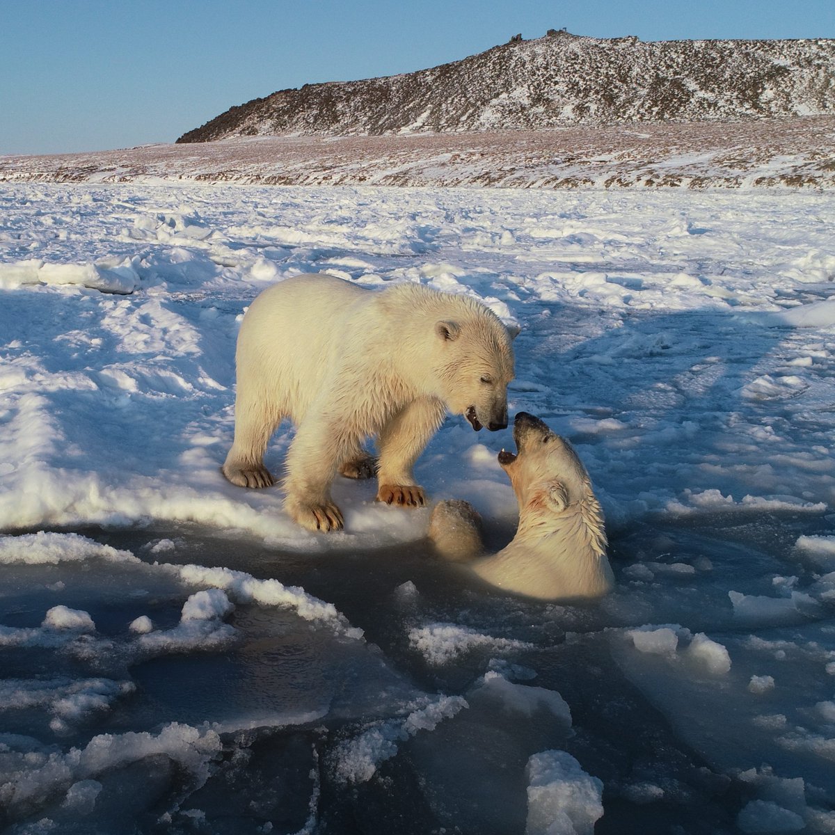 BBCEarth's tweet photo. Majestic moments filming for #BBCEarthAsia, “The Frozen North“ ❄️

1. A Himalayan wolf, Tibetan Plateau.
2. Polar bears, Cape Schmidt, Chukchi Sea coast.
3. Baikal seal pup, Lake Baikal, Russia.
4. Amur tiger, Ussuri Forest, Iman River Basin.

📸 BBC Studios Natural History Unit. https://t.co/khqIrXi0DQ