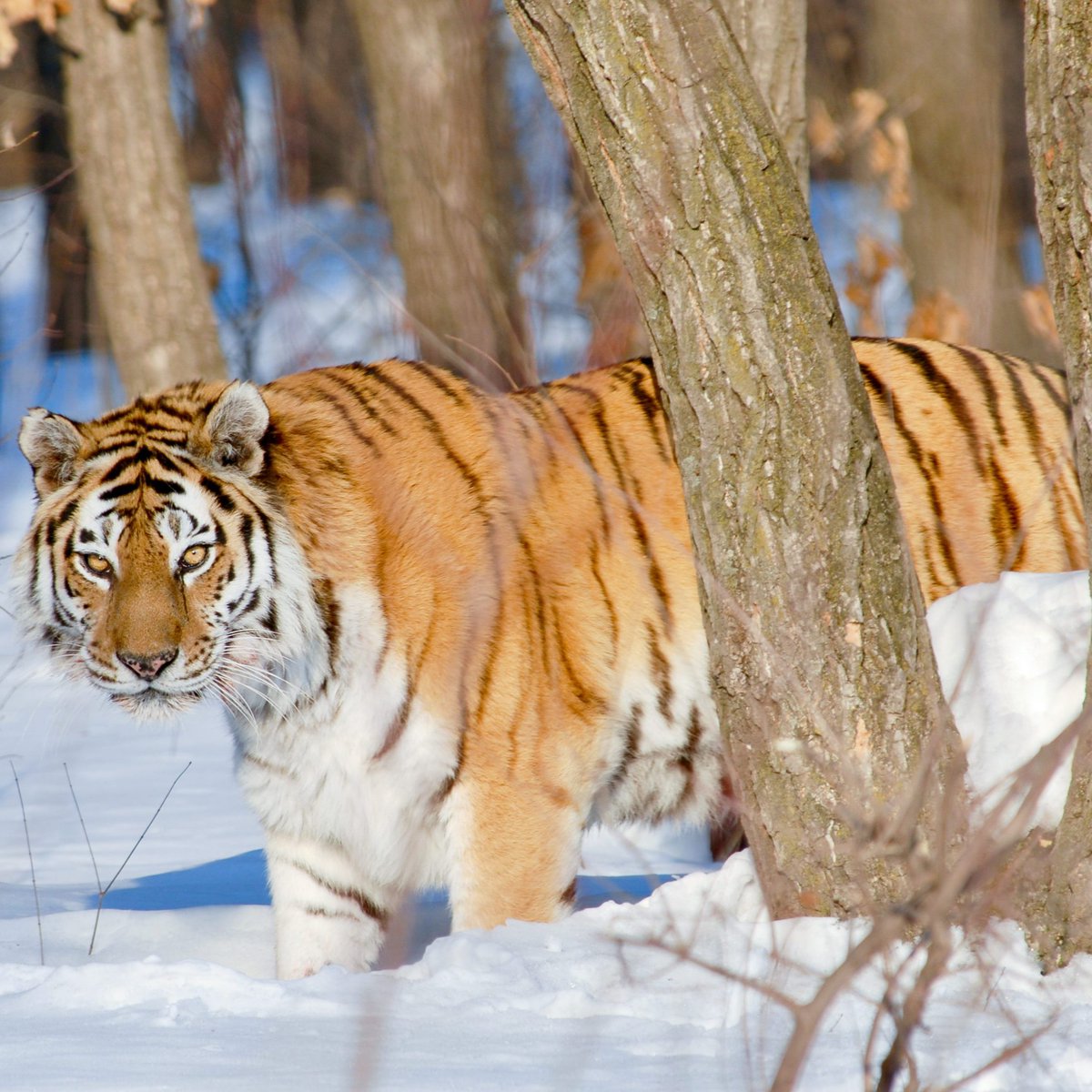 BBC Earth (@bbcearth) on Twitter photo Majestic moments filming for #BBCEarthAsia, “The Frozen North“ ❄️
1. A Himalayan wolf, Tibetan Plateau.
2. Polar bears, Cape Schmidt, Chukchi Sea coast.
3. Baikal seal pup, Lake Baikal, Russia.
4. Amur tiger, Ussuri Forest, Iman River Basin.
📸 BBC Studios Natural History Unit. Majestic moments filming for #BBCEarthAsia, “The Frozen North“ ❄️
1. A Himalayan wolf, Tibetan Plateau.
2. Polar bears, Cape Schmidt, Chukchi Sea coast.
3. Baikal seal pup, Lake Baikal, Russia.
4. Amur tiger, Ussuri Forest, Iman River Basin.
📸 BBC Studios Natural History Unit.