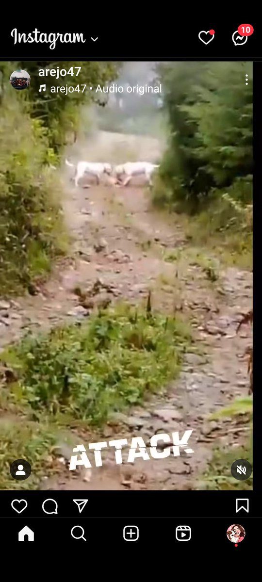 ros245's tweet photo. #URGENTE #GALIPAN #ELAVILA hombre suelta a sus dos perros pitbull para que ataquen a todos los animalitos y personas de la zona. @PerroUsuario @ReporteYa @yaracalcagno https://t.co/YbIXdvifsU