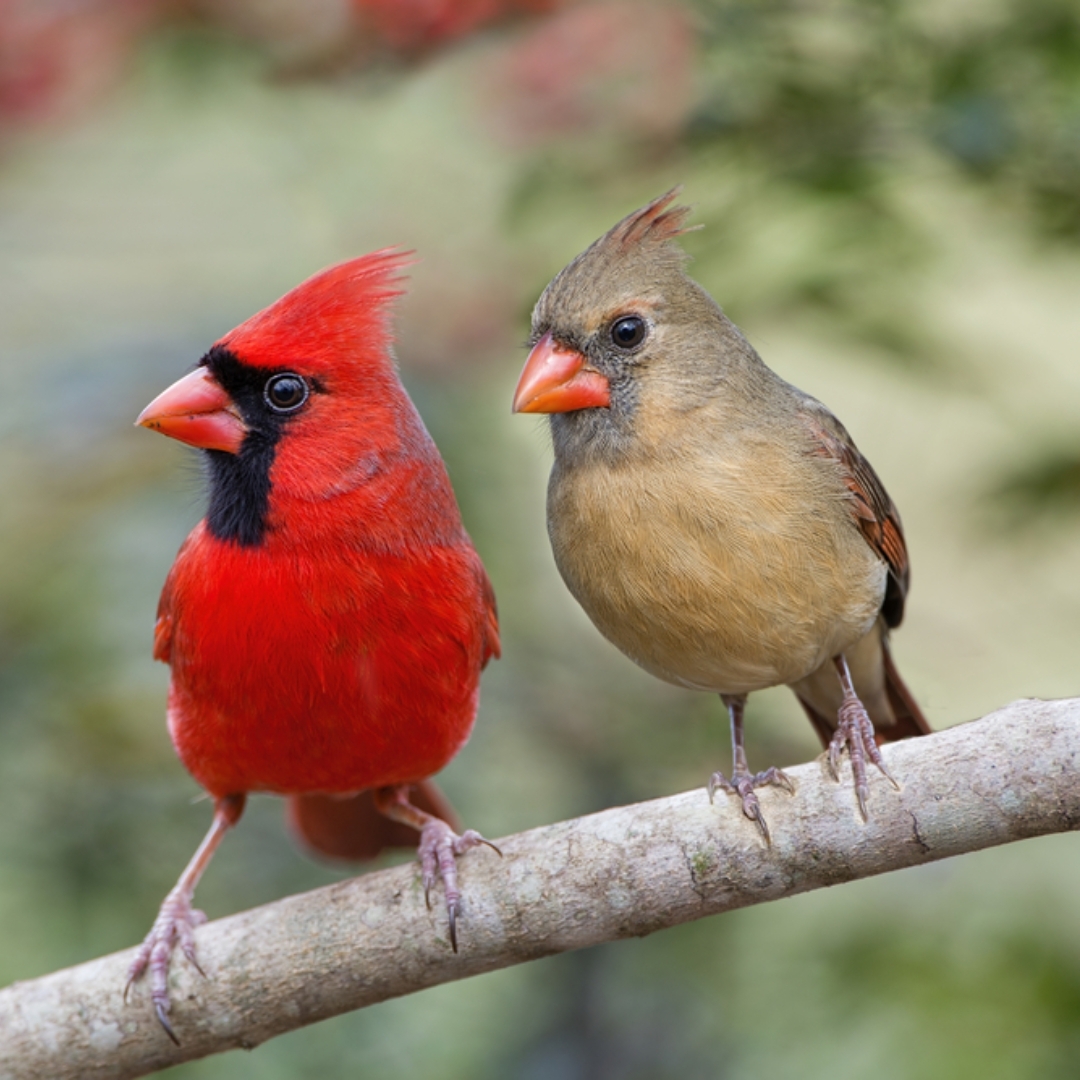 Cardinal Whispers tweet media