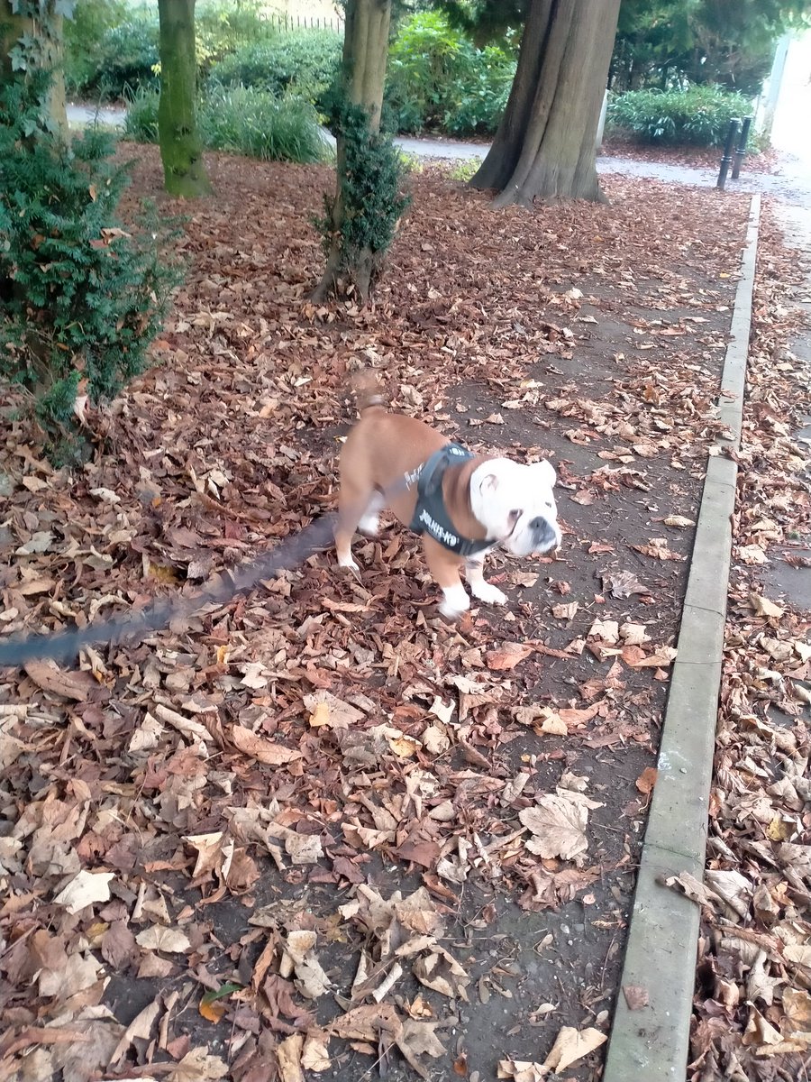 LoveBulldog's tweet image. Autumnal dog walk then #petsathome
