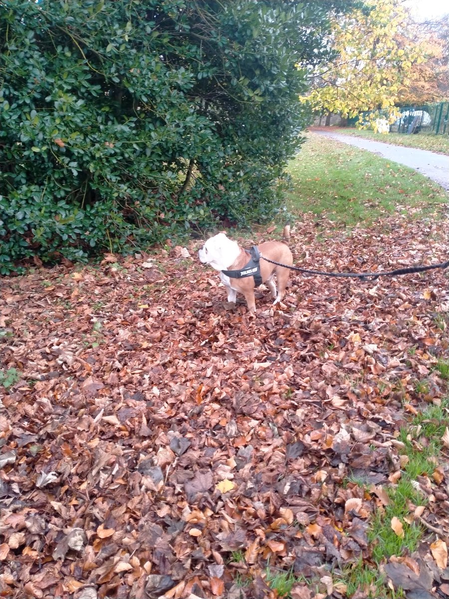 LoveBulldog's tweet image. Autumnal dog walk then #petsathome