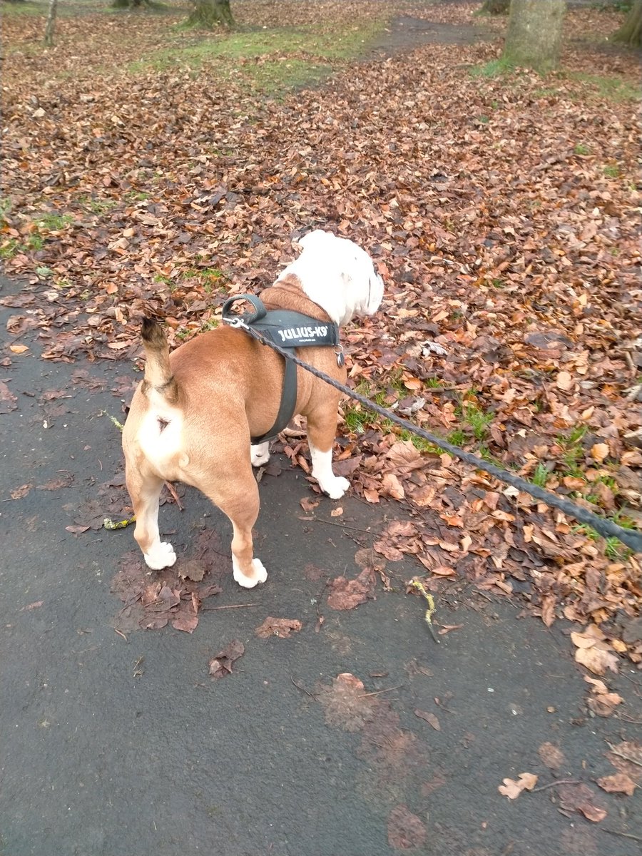 LoveBulldog's tweet image. Autumnal dog walk then #petsathome