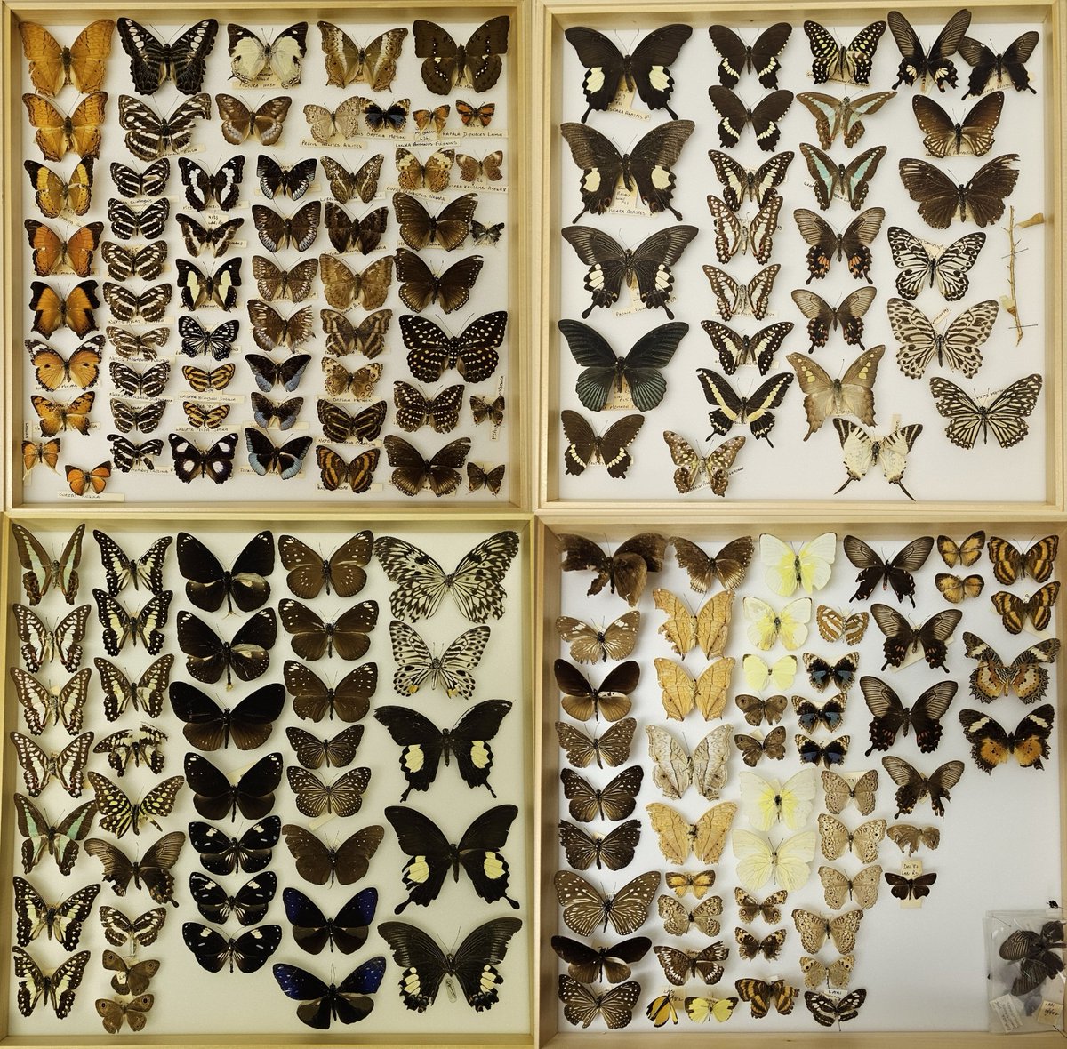 AshleyScopes's tweet photo. Today's Entomology Draws and the completed cabinet! It's so nice to see them in the clean draws, brings back the wow factor for sure! 😎 🦋 
#Entomology #Butterflies #moths https://t.co/rn9t0yR7GQ