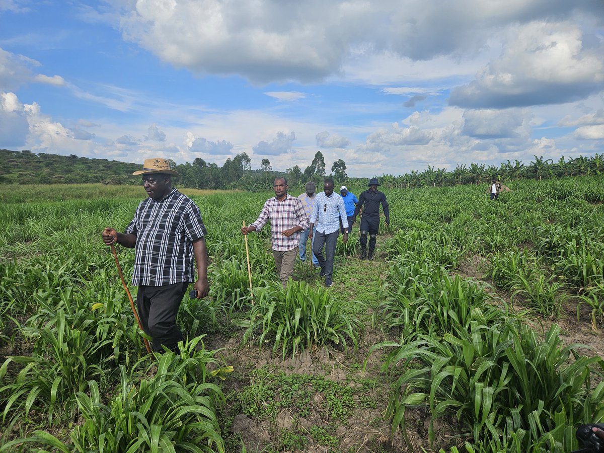 FrankTumwebazek's tweet photo. Happy to visit Mzee Martin Kananura at his Rwenjeru demonstration farm in biharwe. He is into dairy &amp; breeding, bananas, and aquaculture . I thank him for doing modern farming yet using simple and cost-effective approaches. https://t.co/3UoW9NuN3A