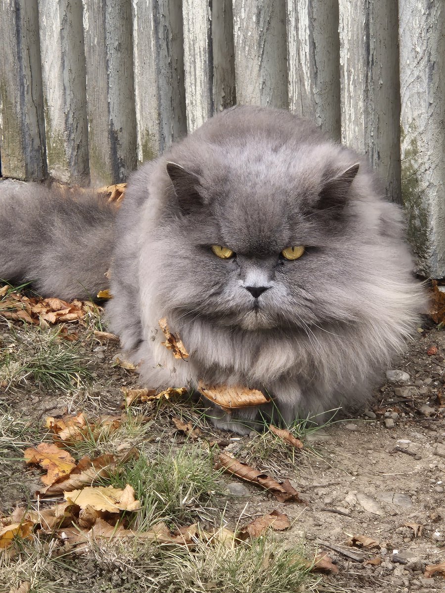 Miss Morlord 🖤🩶🤍💜 tweet media