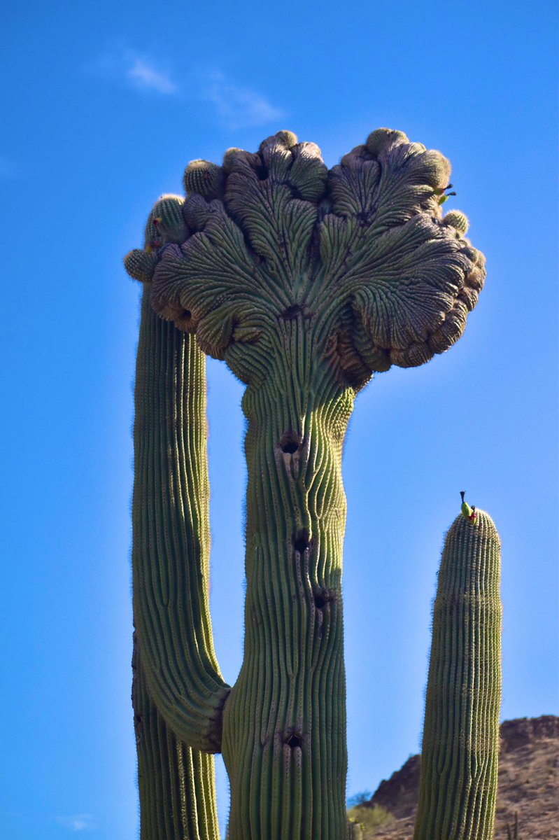 #cacti