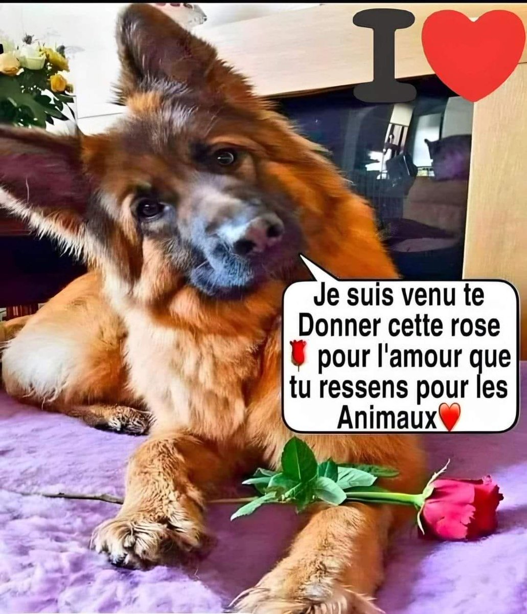 Planimaux tweet media