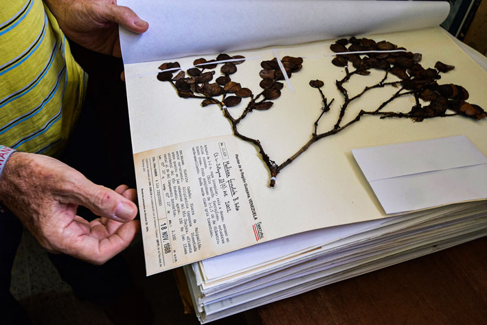 #17Nov

Herbario del <a href="/IVIC_oficial/">IVIC</a>: tesoro viviente de la diversidad vegetal

Hoy, el herbario se erige como un puente entre el pasado y el presente, un lugar donde la pasión y el esfuerzo de sus creadores perduran.

✍️<a href="/iraniamedina03/">Irania Medina</a>
📸 <a href="/nathan_1969/">Nathan</a> 

📰 lainventadera.com/2024/09/07/her…