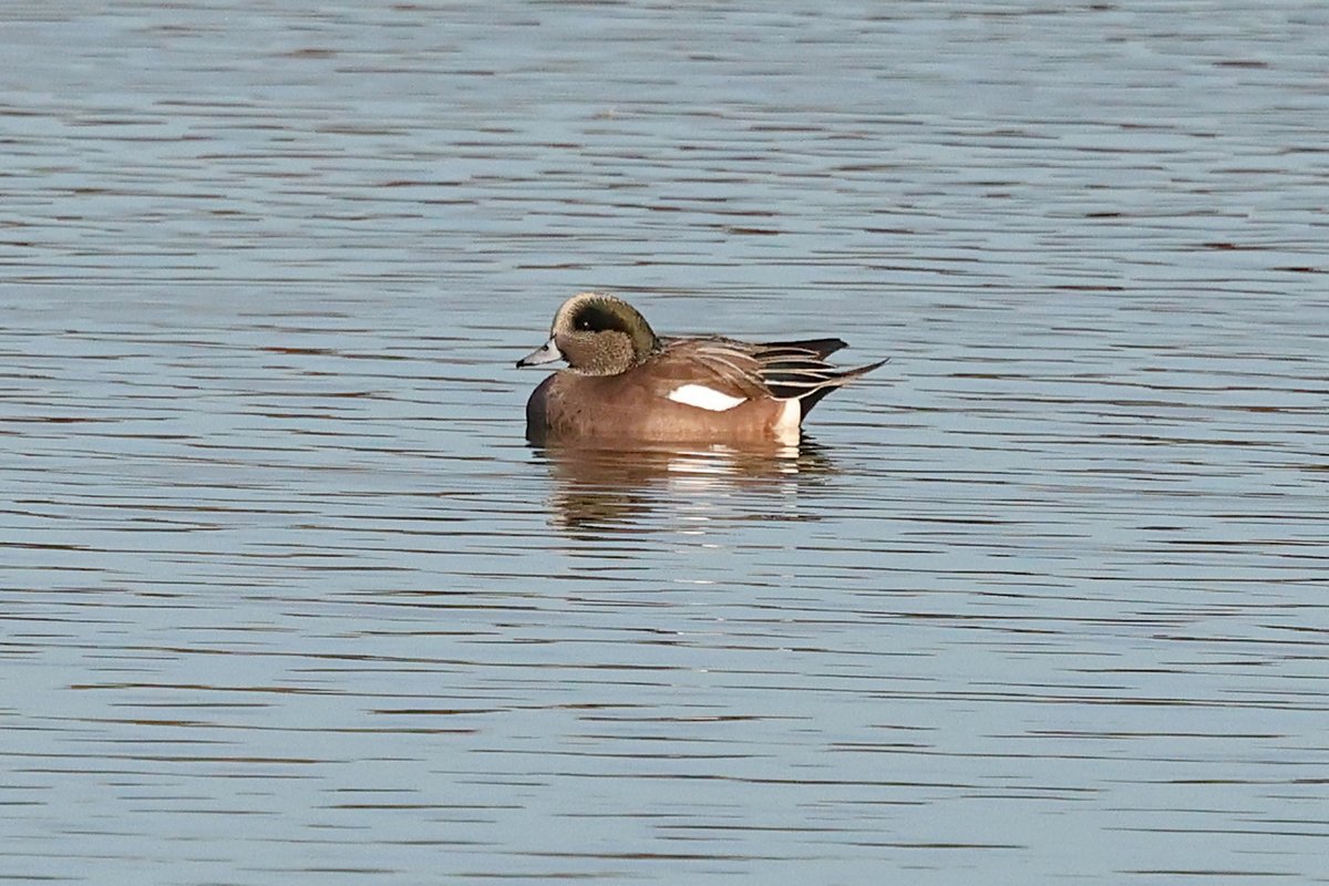 Finally caught up with the American Wigeon from Pool Hide, Wheldrake Ings <a href="/YorkBirding/">York Birding</a> <a href="/LDV_NNR/">LDV NNR</a> . I'm now putting the same posts on BlueSky
