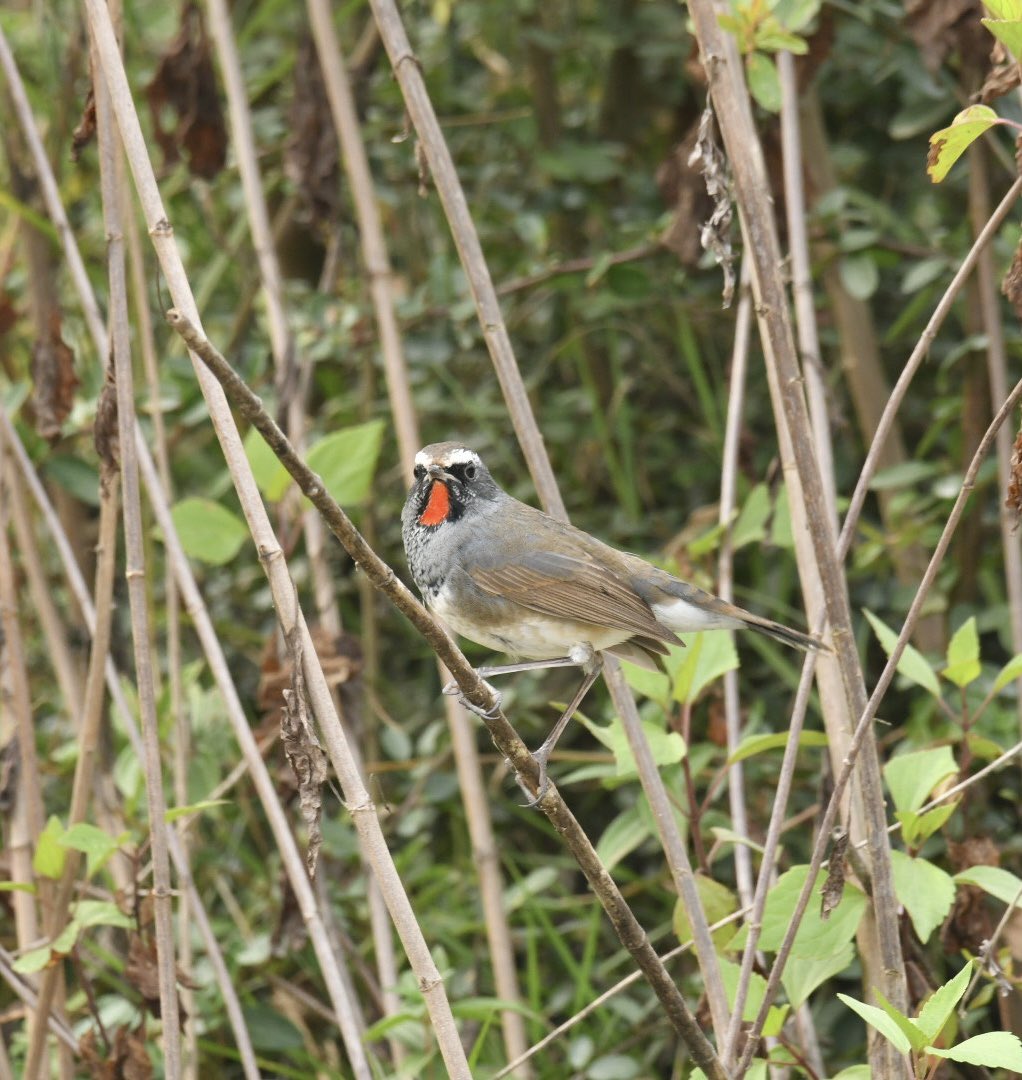 mgknair's tweet photo. #HimalayanRubyThroat #birdphotography #birding #BBCWildlifePOTD #Himalayanbirds #IndiAves https://t.co/4OUd06o7SR
