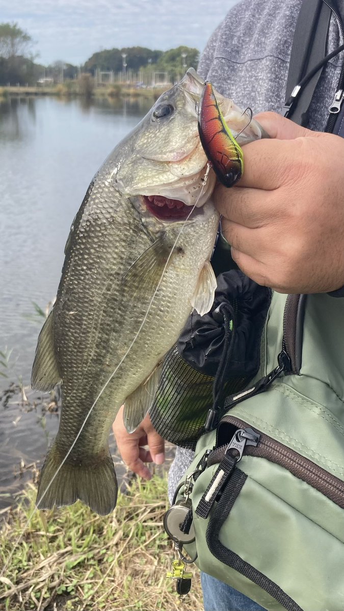 Bartlett_hiro's tweet photo. 2024年の200匹目、レベルバイブで釣れました。豆バスも含む200ですが、キリが良いので、残された年内はデカバス狙いにいきます。w

 #バス釣り
 #レベルバイブ
 #RAID JAPAN
 #ブラックバス https://t.co/LLW1glBi79