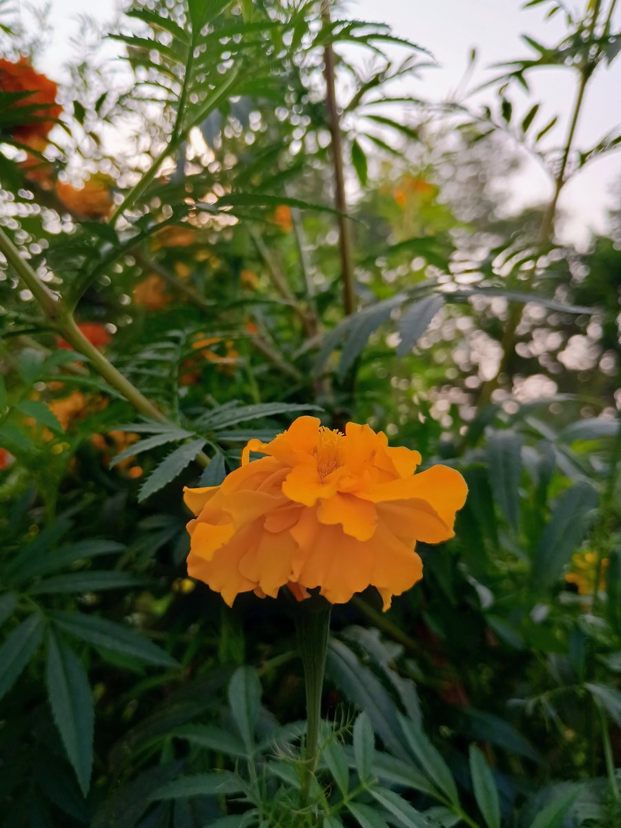 SakshiGirh23294's tweet photo. Glowing like a marigold in the sun 💛
#marigold #Flowers #photograghy #sundaypost #missingsomething #NovemberVibes #orange #YellowYellow https://t.co/wejOR8SDFR