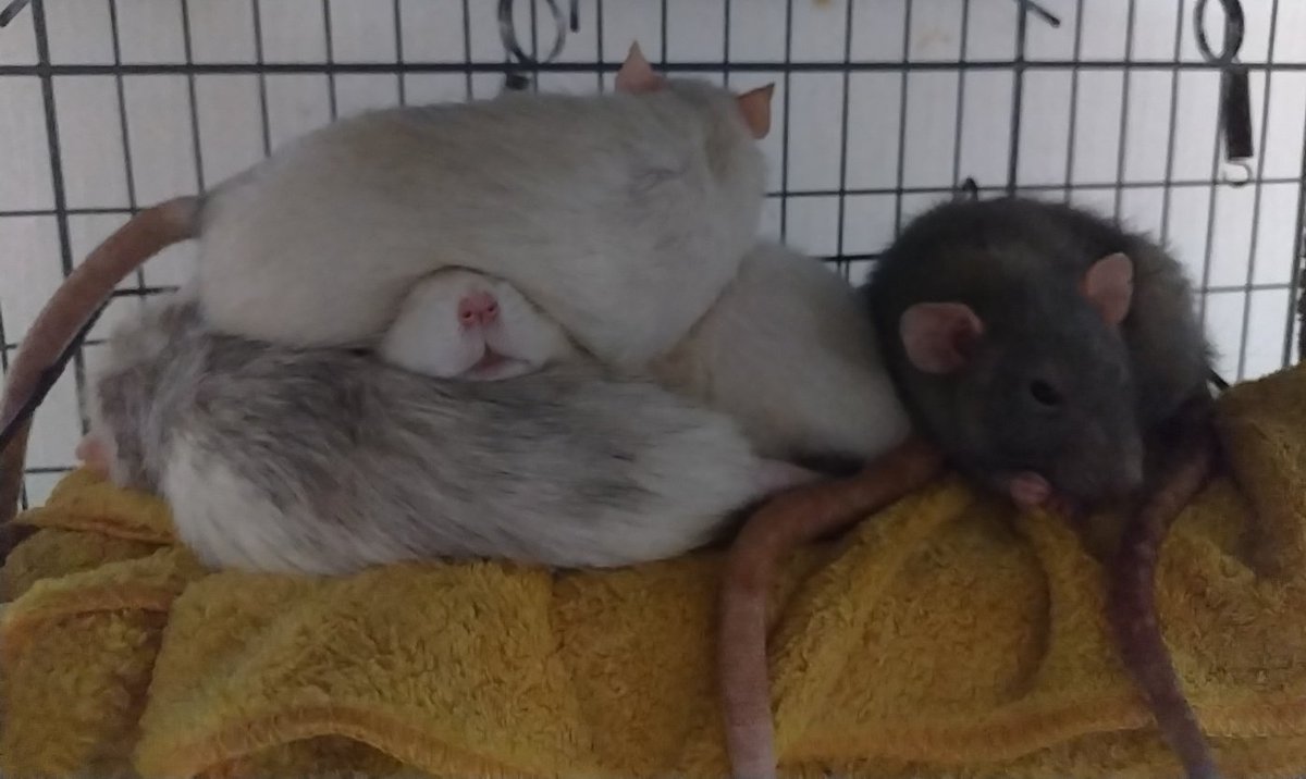 rattooo03's tweet photo. つぶされるねずみ🐀 https://t.co/vM41GedW8P