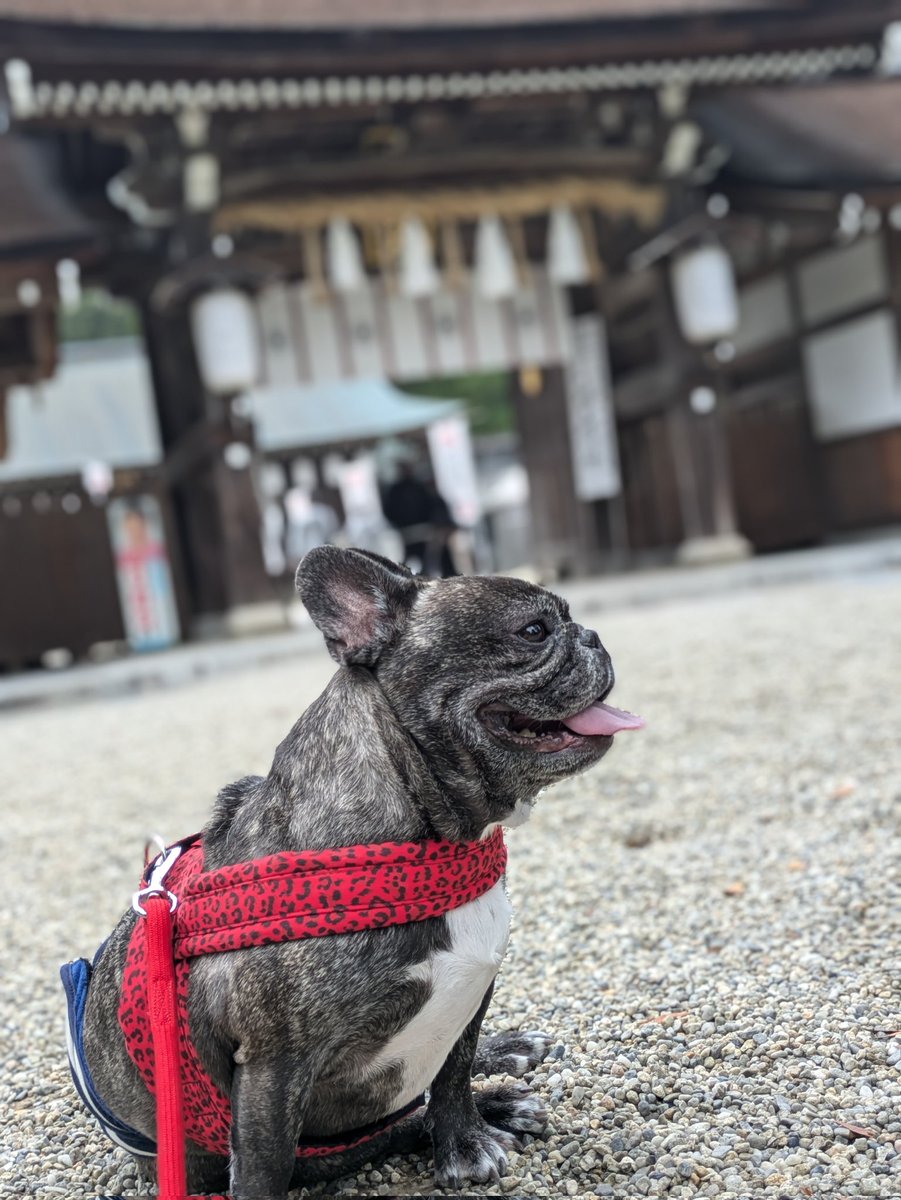 HTarou58's tweet photo. 国生みの神様は犬にも優しい。
楽太郎の七五三参りが出来て嬉しい。
楽太郎の鼻づまりが、
よくなるようにお願いもした。

＃フレンチブルドッグ
＃楽太郎 https://t.co/0lFQ9DiPd7