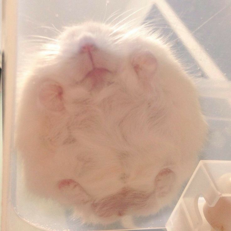 Tweets Of Hamster tweet media