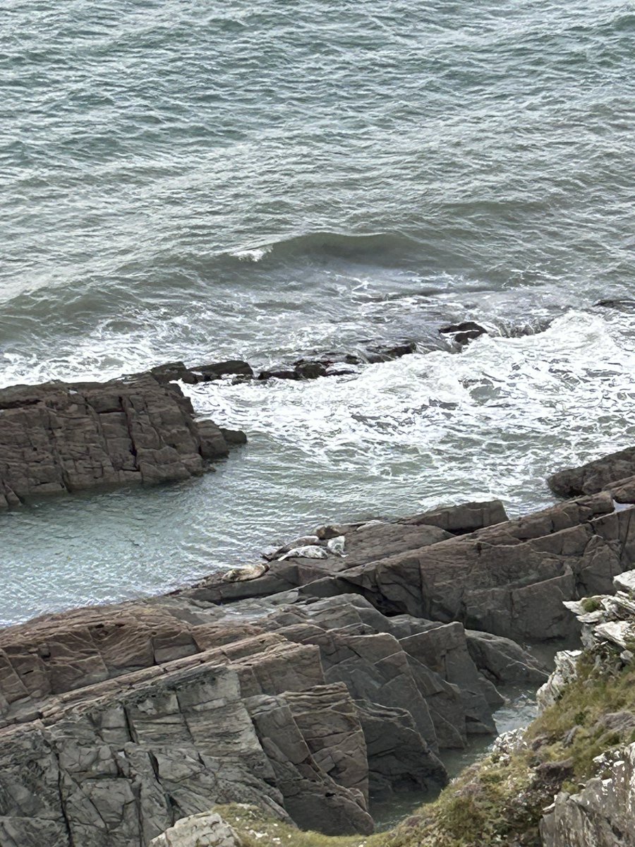 WoolacombeTIC's tweet photo. Lovely walk around Morte Point yesterday, before the rain came!
Lovely to see 5 seals hauled out on the rocks in their favourite spot … and lovely that Town Farmhouse was open at the end of our walk! #mortehoe #woolacombe #mortepoint #coastpath #coastalwalks #thesaltpath https://t.co/J0zKNqLal6