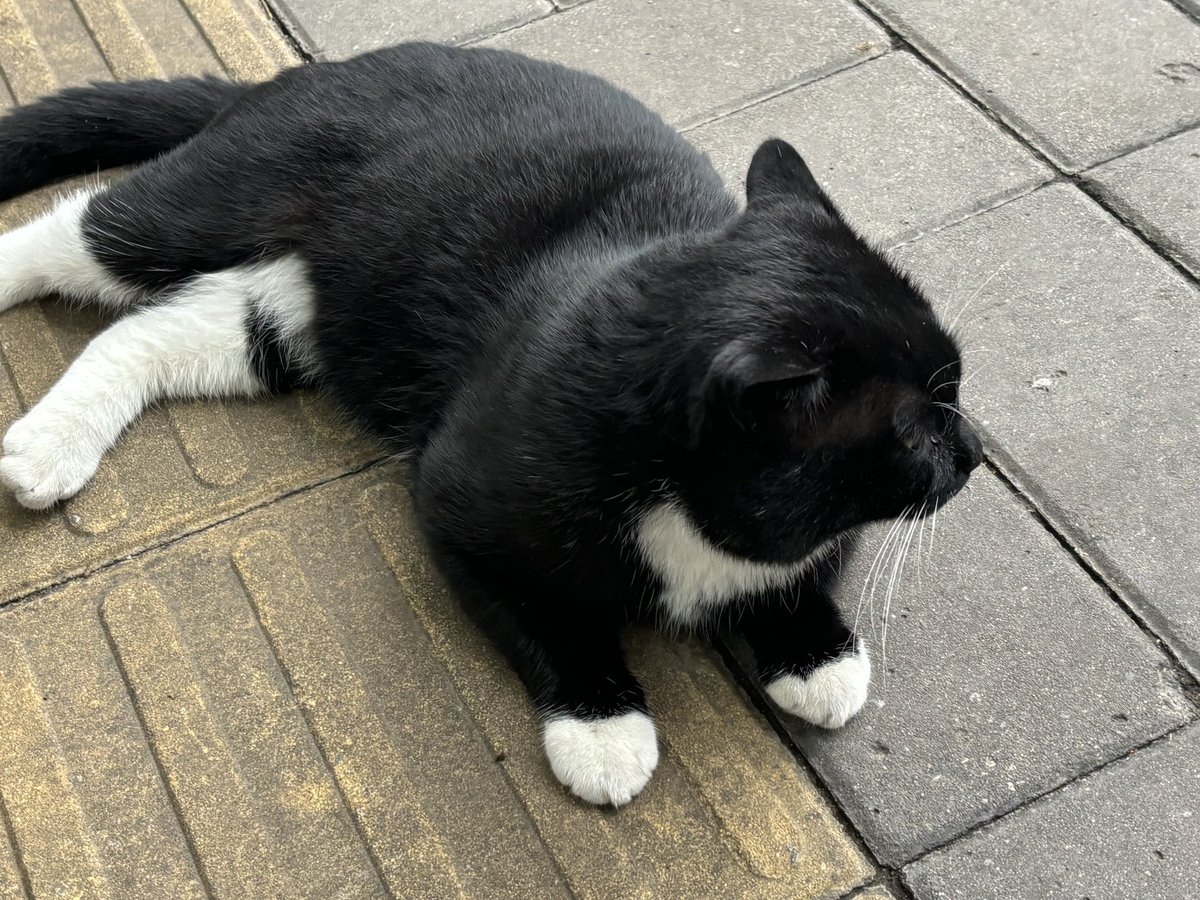 黑皮白袜体育生