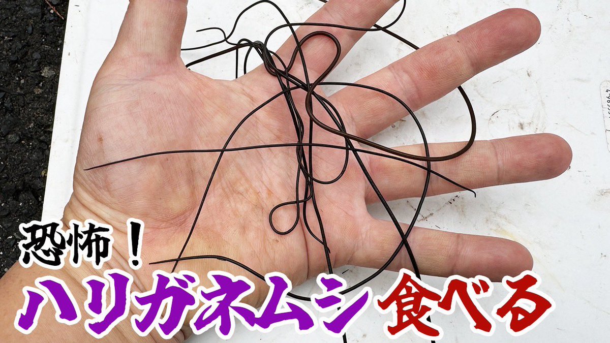 寄生虫 Amazon.com: えげつない! 寄生生物: 9784103531517: 成田聡子: Books