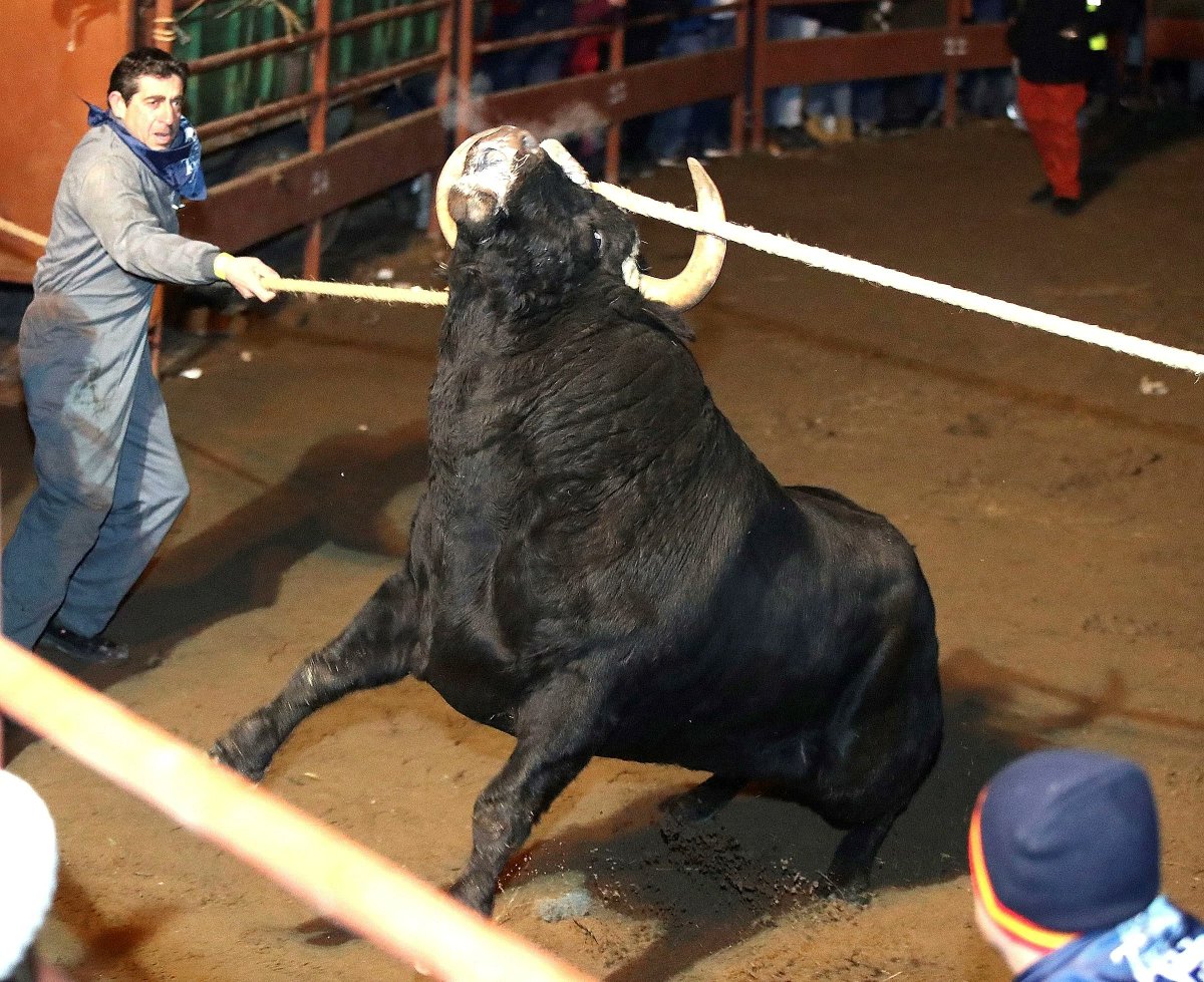 La frase  "son nuestras tradiciones y hay que respetarlas" es de las mayores subnormalidades que he escuchado.

Y es aplicable a la barbarie del toro de Medinaceli y a la tauromaquia en general.