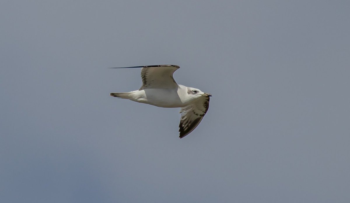 BoatBirder's tweet photo. Having visited my friends villa in the mountains of Mijas Andalusia 🇪🇸 regularly for the past 10yrs you could count the number of Gulls seen here on one hand until today! At least 50 Mediterranean Gulls passed over in about 10mins. Wonder what caused such a large movement 🤔 https://t.co/MDrmhIDoZs