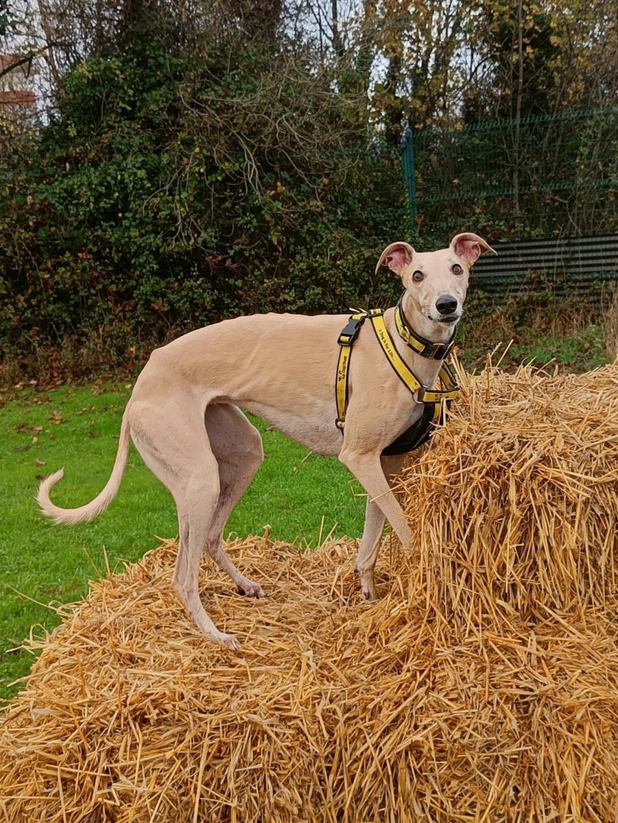 DogsTrust_IE's tweet image. Nala striking a pose ✨️

dogstrust.ie/rehoming/dogs/…

#Sighthound #LongDog #Lurcher #AdoptADog #RescueDog