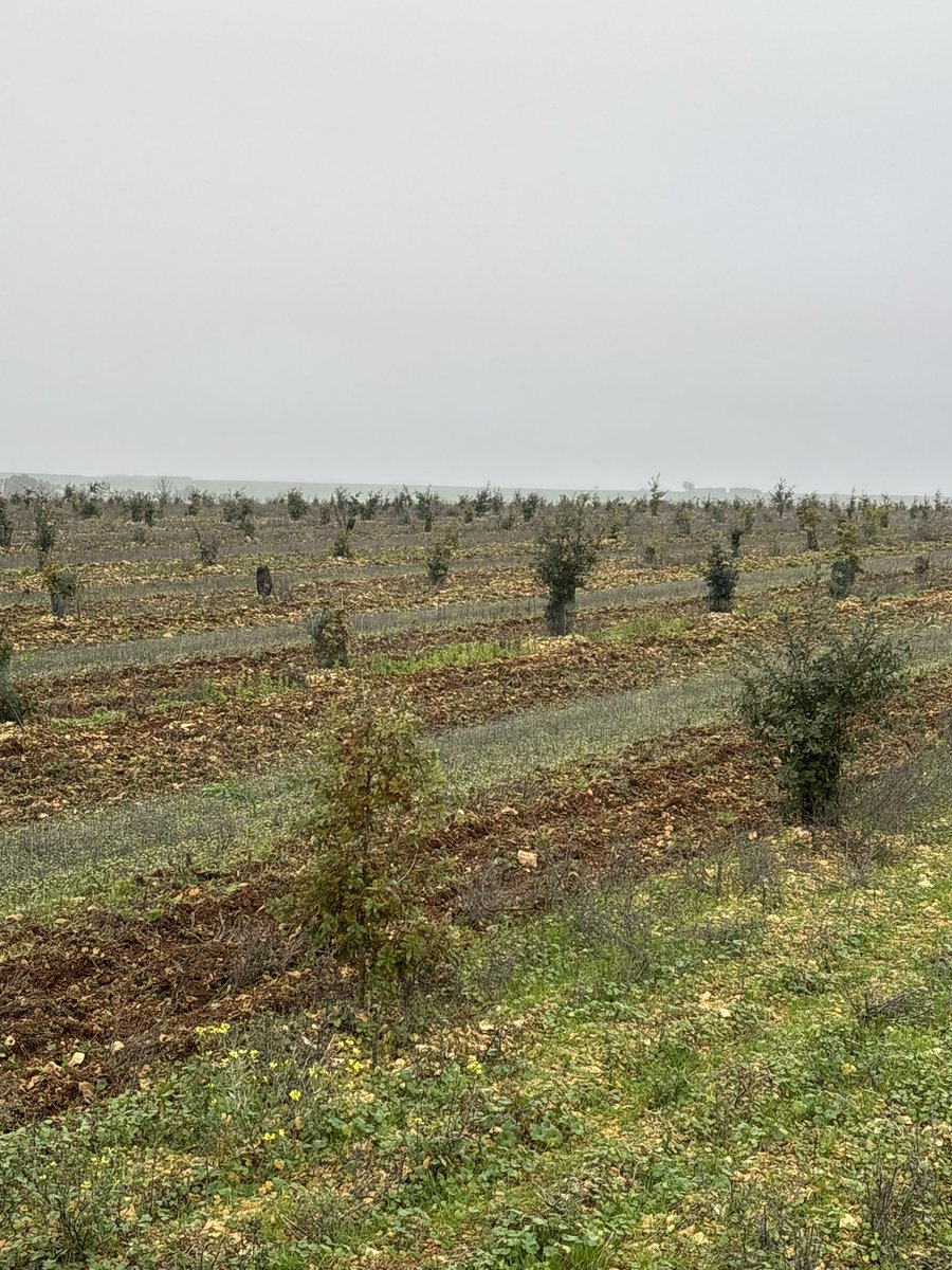 Passage de cultivateur. Un froid sec (4°) idéal ! Bon dimanche à tous !