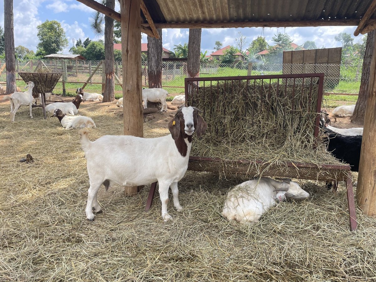 SinzaBreeding's tweet photo. Lovely Sunday afternoon to look at your herd ♥️ #SinzaGoats #ExcellentGenetics https://t.co/tvvaJIiDn3